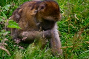2009-07-11---Monkey-Forest