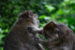 Monkey_0014