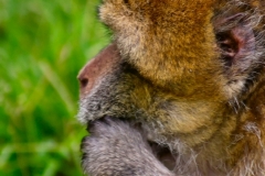 Monkey_0032