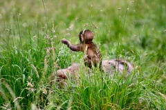 Monkey_0037