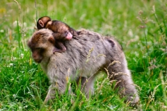 Monkey_0039