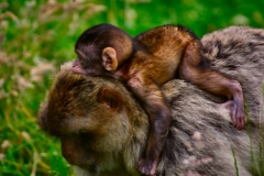Monkey_0041