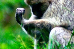 Monkey_0076