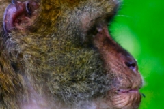Monkey_0096