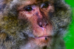 Monkey_0099
