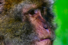 Monkey_0102