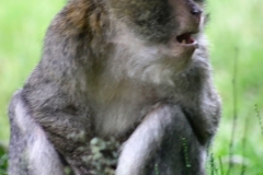 Monkey_0104