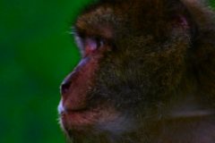 Monkey_0133