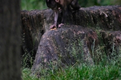 Monkey_0215