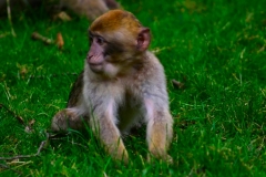 Monkey_0228