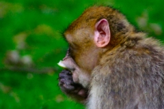 Monkey_0251