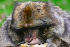 Monkey_0269