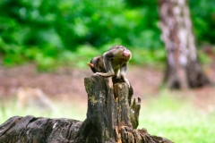 Monkey_0296