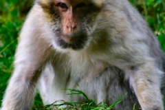 Monkey_0332