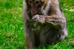 Monkey_0390