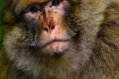 Monkey_0411