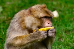 Monkey_0438