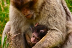 Monkey_0540