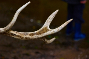 2009-07-18---Deer-Calf-Walk-in-Lyme-Park
