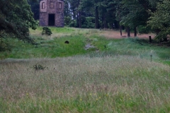DeerCalf_0042