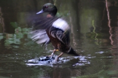 MartinMere_0042