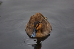 MartinMere_0057