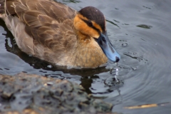 MartinMere_0078