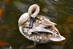 MartinMere_0114