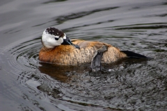MartinMere_0130