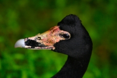 MartinMere_0162