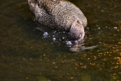 MartinMere_0173