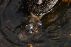 MartinMere_0185