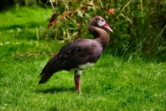 MartinMere_0211