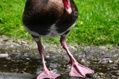 MartinMere_0243