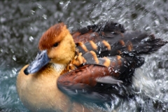 MartinMere_0255