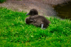 MartinMere_0328
