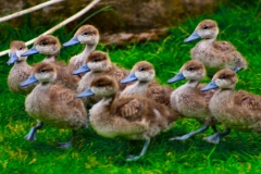 MartinMere_0375