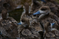 MartinMere_0428