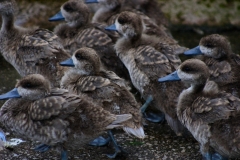 MartinMere_0432