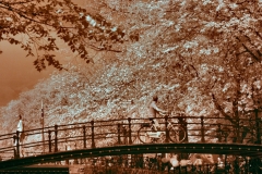 AmsterdamDay8_IR__0040