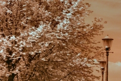 AmsterdamDay8_IR__0233