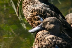LondonWWT_025