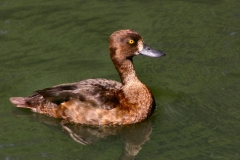 LondonWWT_055