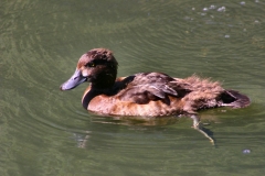 LondonWWT_083