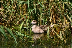 LondonWWT_111