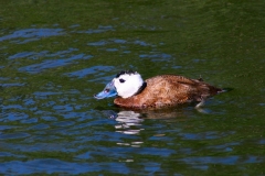 LondonWWT_113