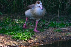 LondonWWT_176