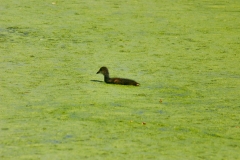LondonWWT_187