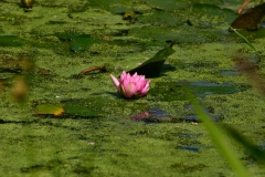 LondonWWT_190
