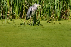 LondonWWT_206
